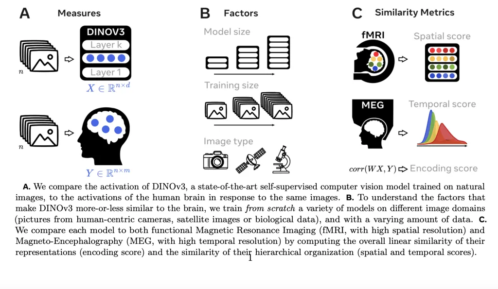 AI and the Brain: How DINOv3 Models Reveal Insights into Human Visual Processing