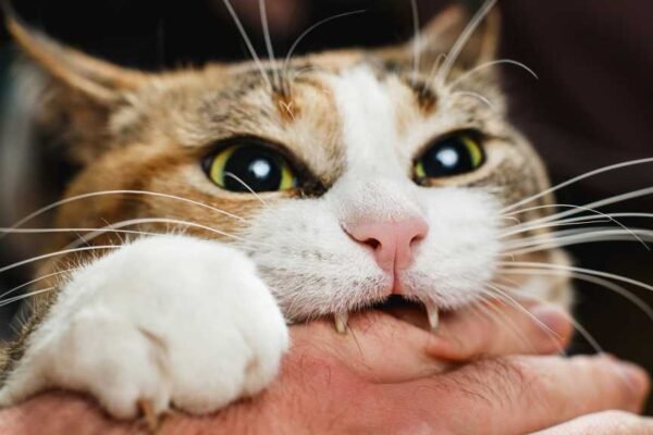 Attack Surface Management – ein Kaufratgeber