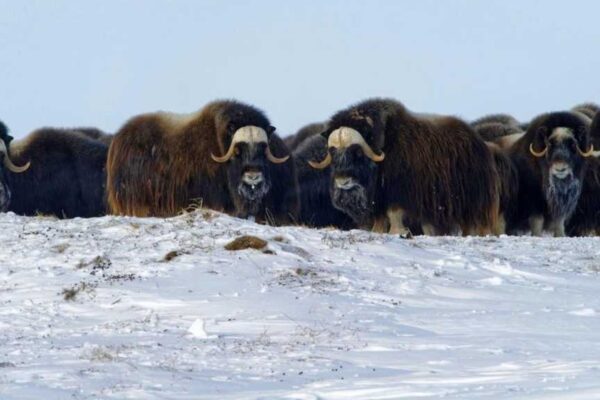 Was CISOs von Moschusochsen lernen können